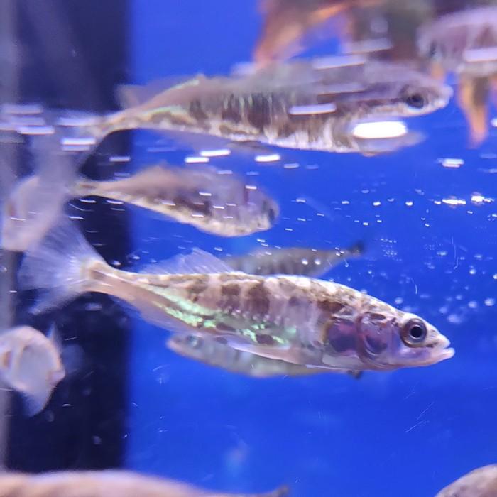 Gasterosteus aculeatus