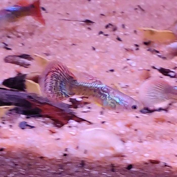 Lebistes reticulatus (snakeskin mozaiek)