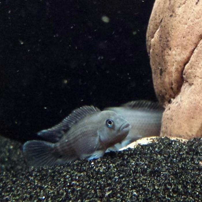 Steatocranus casuarus