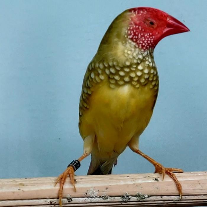 Neochmia ruficauda