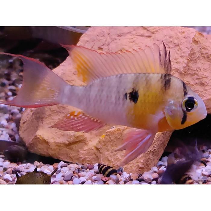 Microgeophagus altispinosa