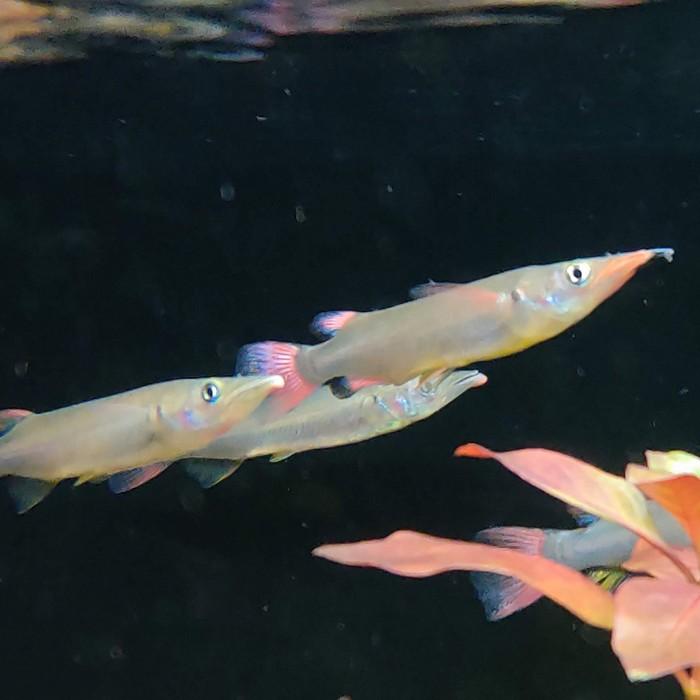 Nomorhamphus liemi