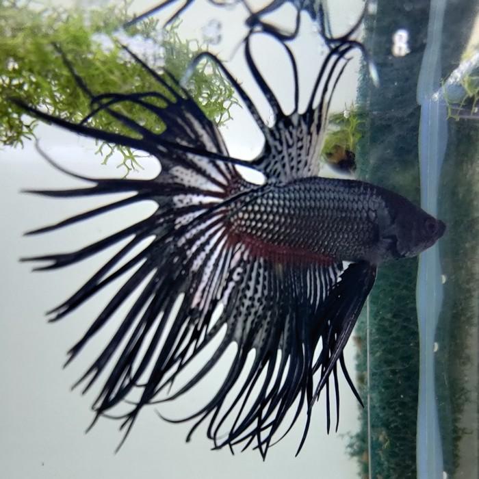 betta crowntail black orchid (man)