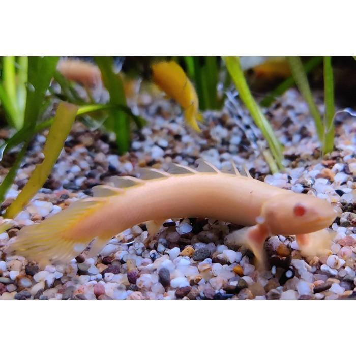 Polypterus senegalensis (albino)