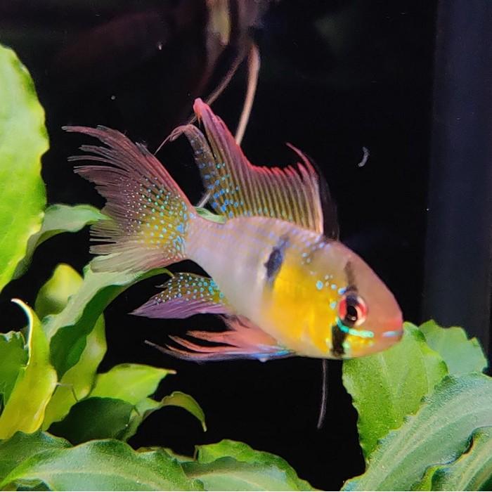 Microgeophagus Ramirezi (man) sluier