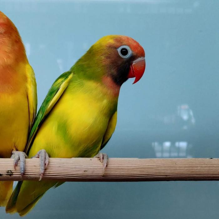 Agapornis nigrigenis 