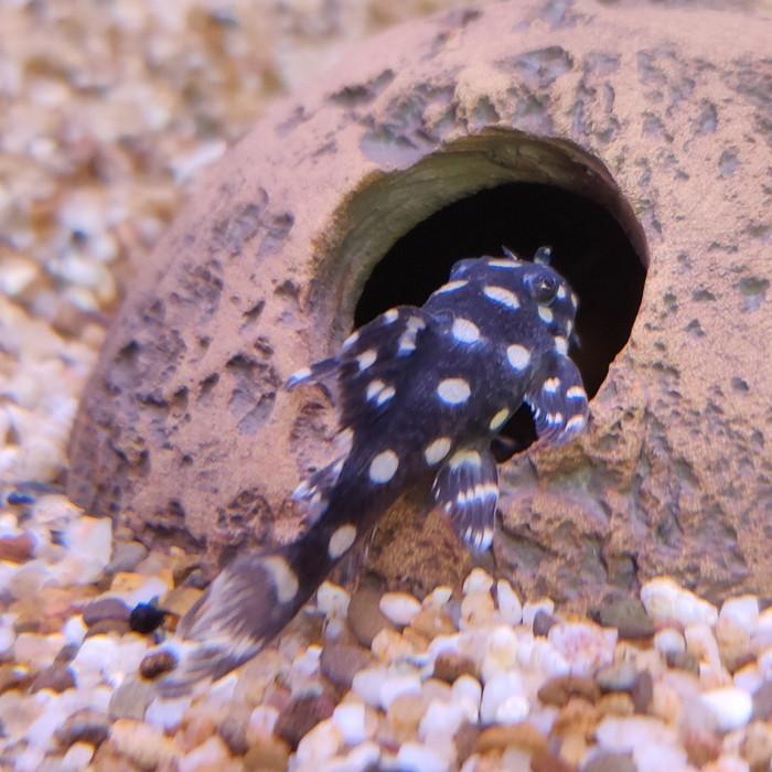 L-471Hypancistrus species