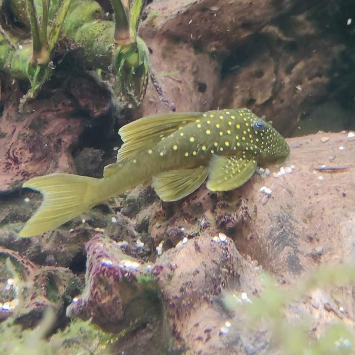 L-200  baryancistrus demantoides