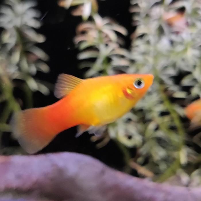 Xiphophorus variatus (sunset)