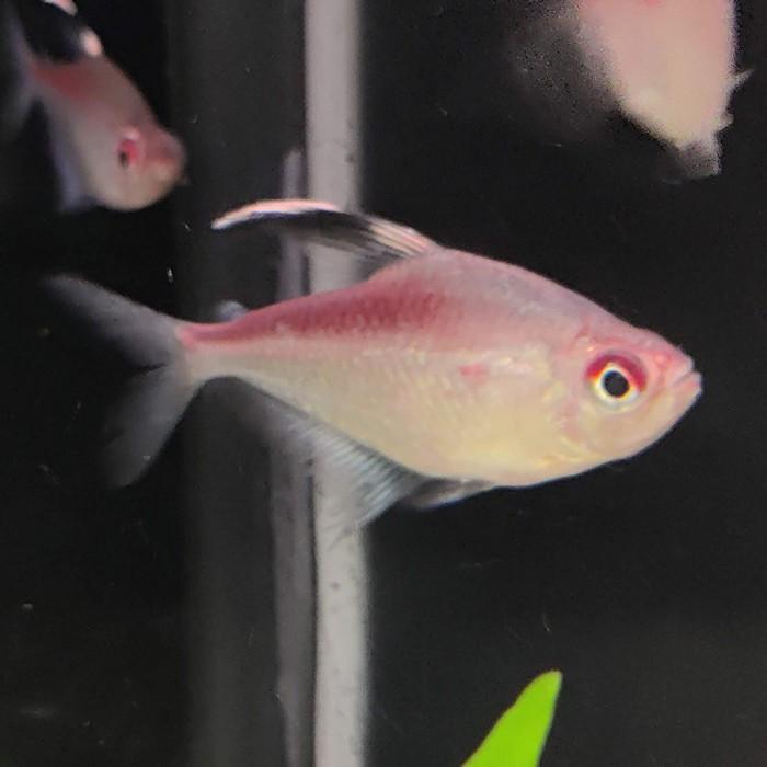 Hyphessobrycon pyrrhonotus