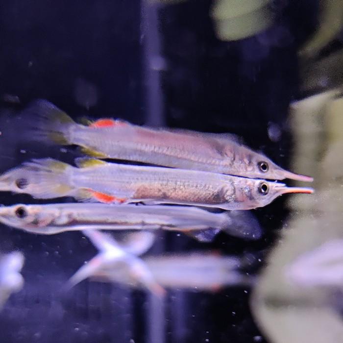 Dermogenys pusillus