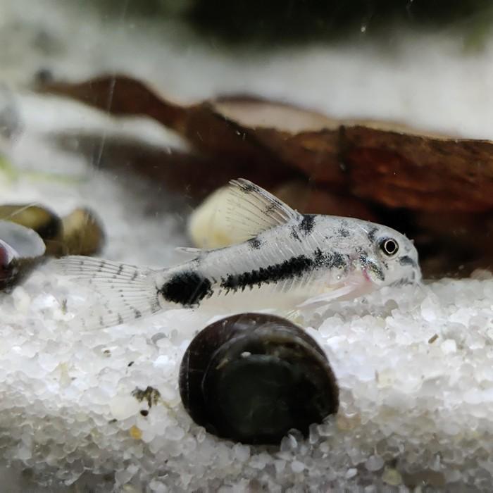 Corydoras habrosus