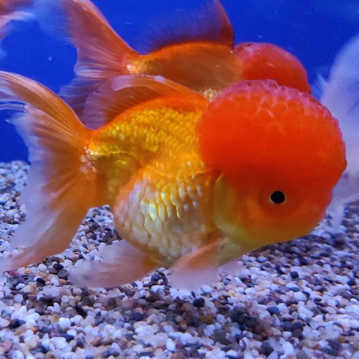 oranda rood