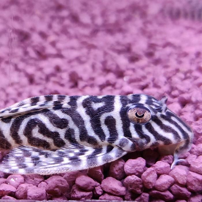 L-066 hypancistrus species