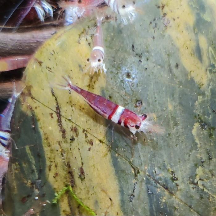 Caridina sp. spongicola