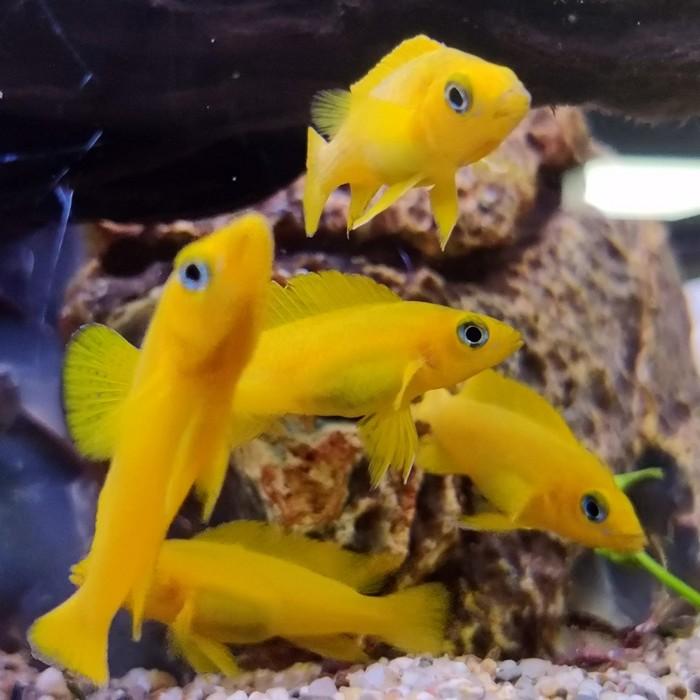 Lamprologus leleupi