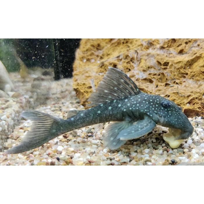 L-128 Hemiancistrus species