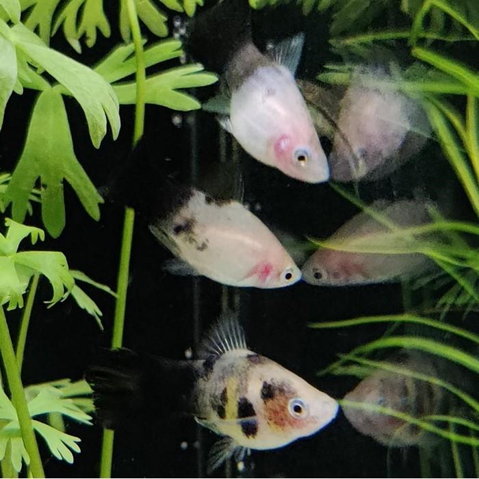 Xiphophorus maculata (Panda)