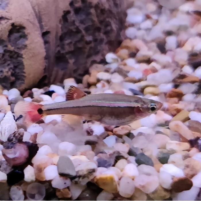 Tanichthys albonubes