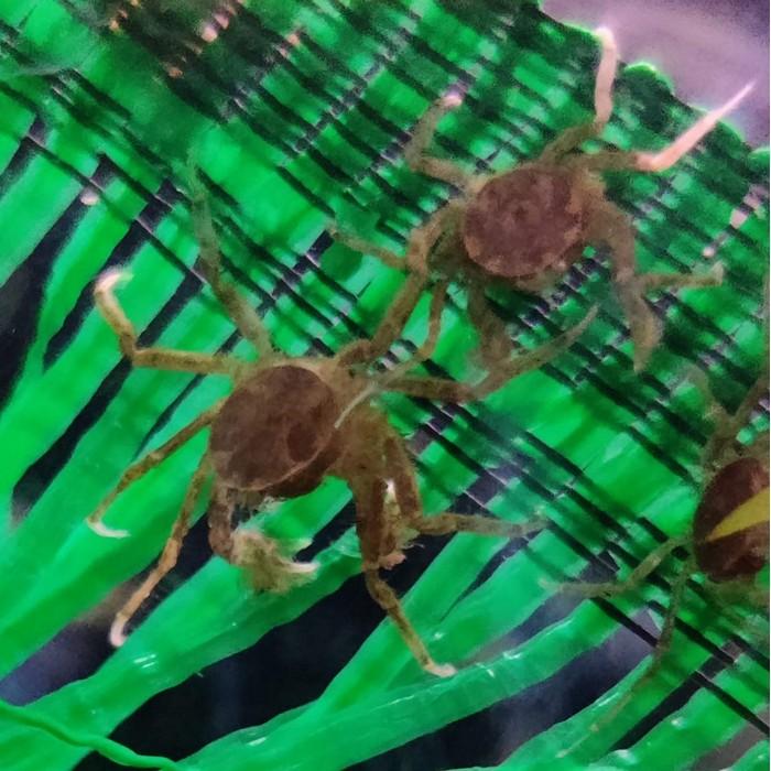 Limnopilos naiyanetri