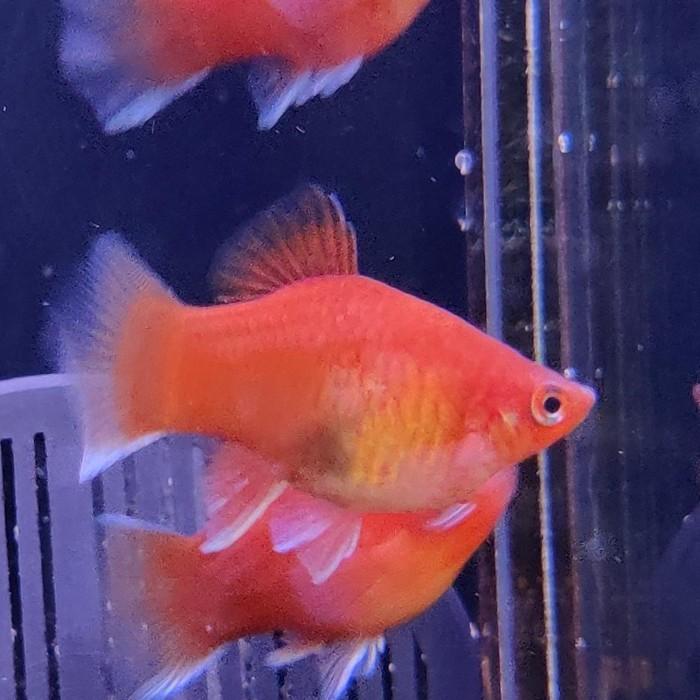 Xiphophorus variatus (koraal white fin)