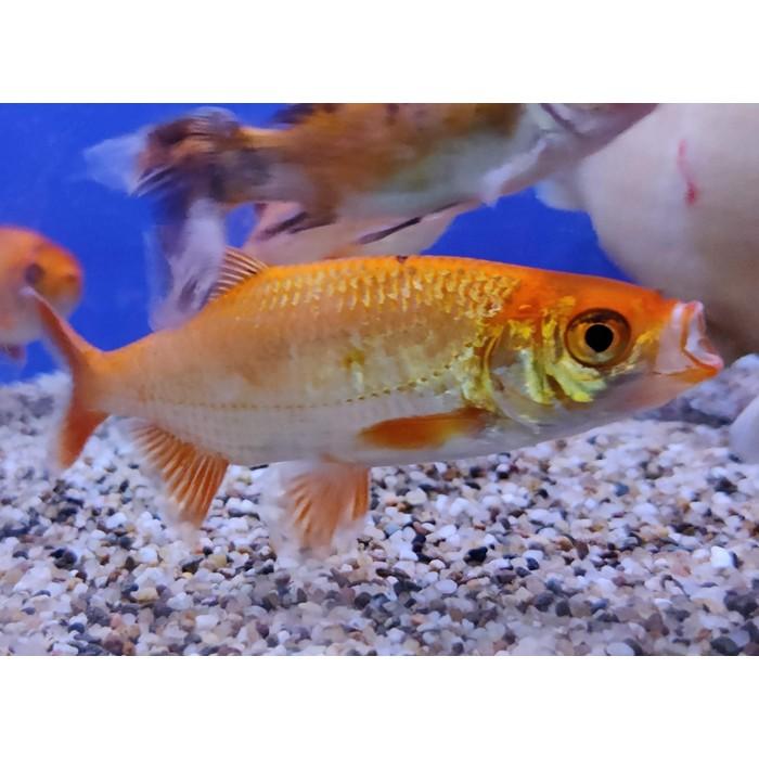 Scardinius erythrophthalmus (Goud)