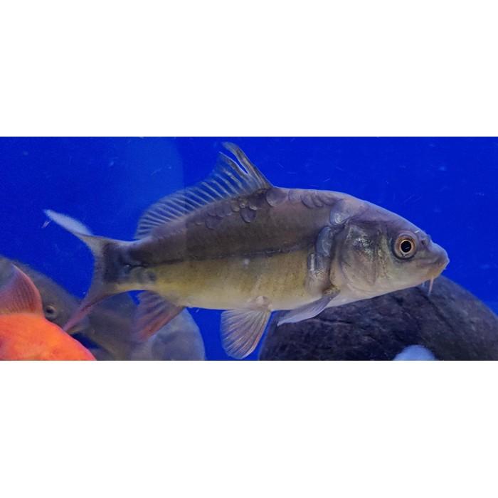 Cyprinus carpio