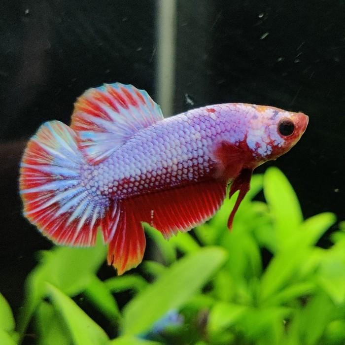 Betta splendens (vrouw) Fancy