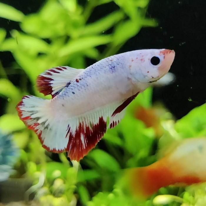 Betta splendens (vrouw) HMPK Marble metalic