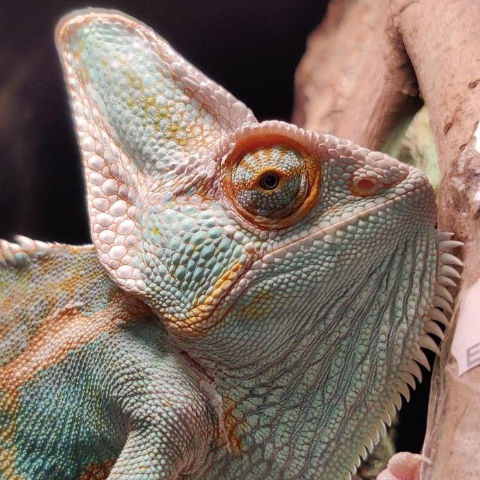 Chamaeleo calyptratus