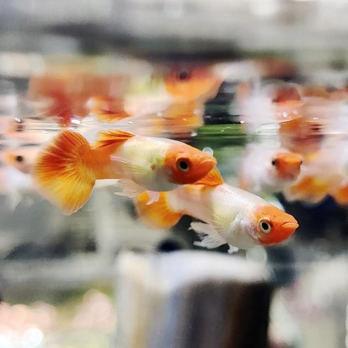 Lebistes reticulatus (koi kohaku) man