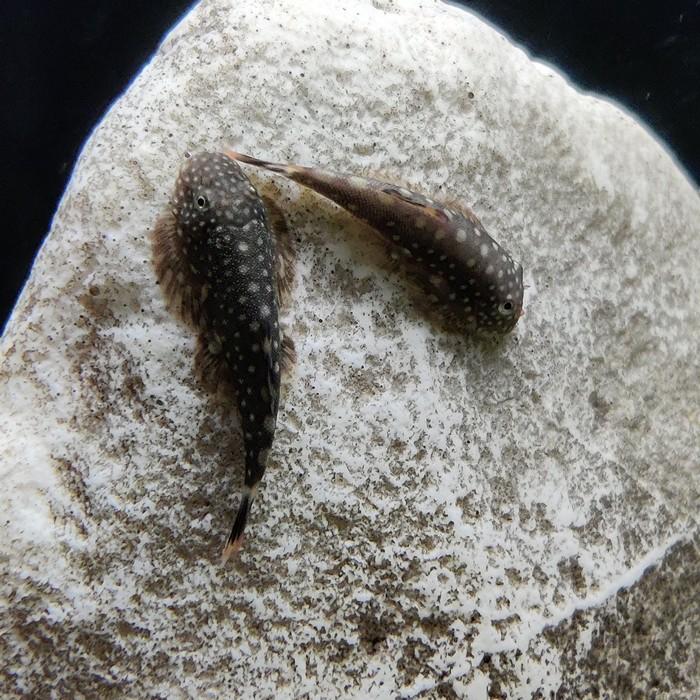 gastromyzon borneensis