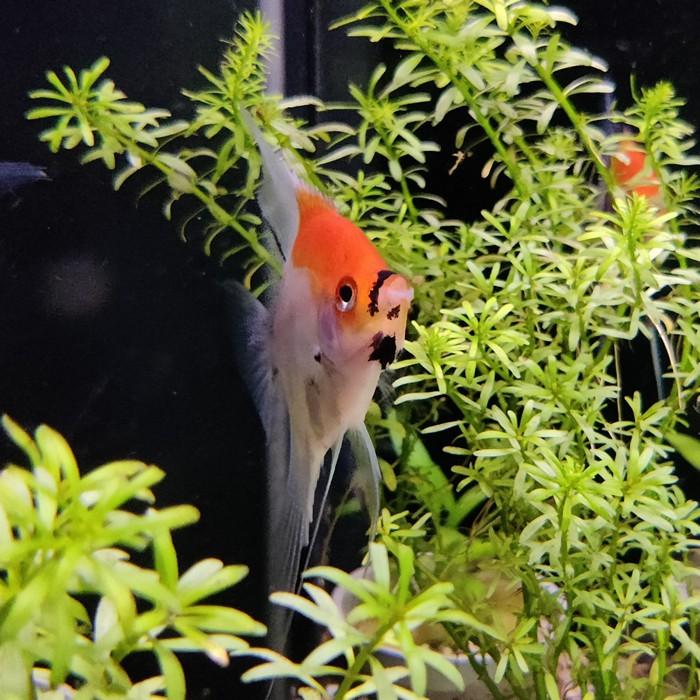 pterophyllum scalare (red devil)