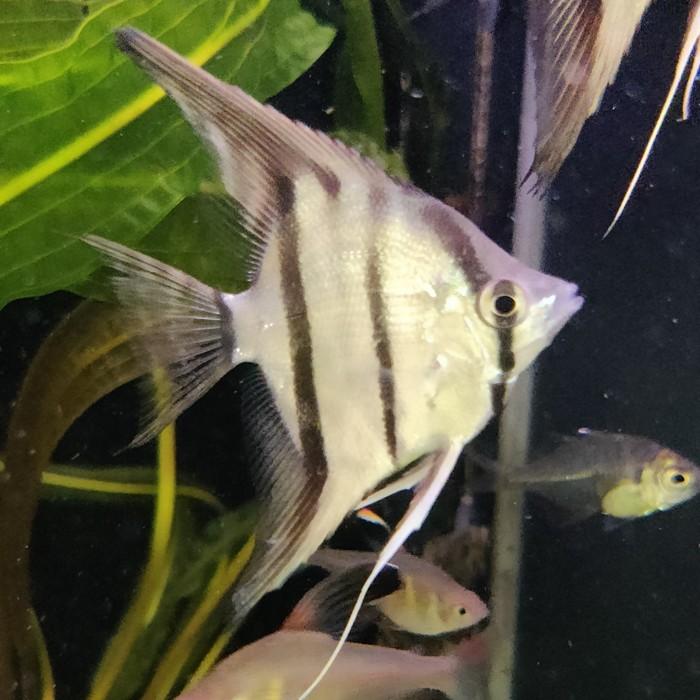 pterophyllum scalare (dantum)