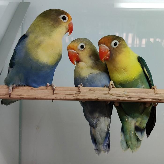 agapornis fischeri (yellow face)