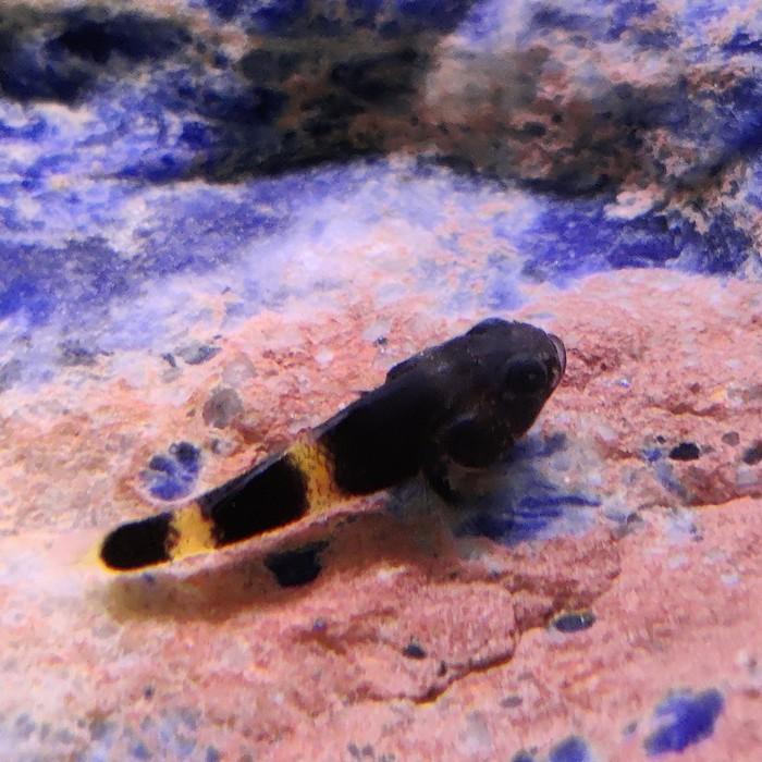 Brachygobius doriae