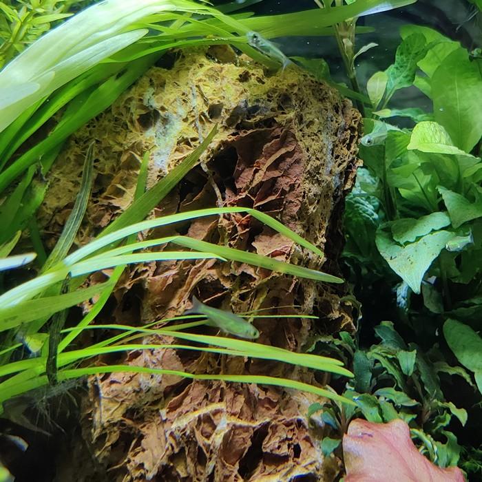 rasbora kubotai