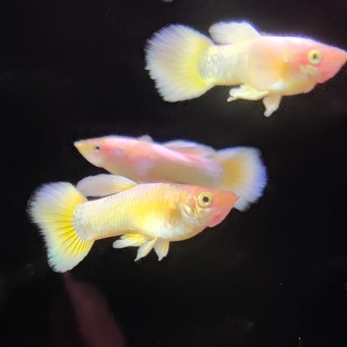 Lebistes reticulatus (Full Gold metalic)