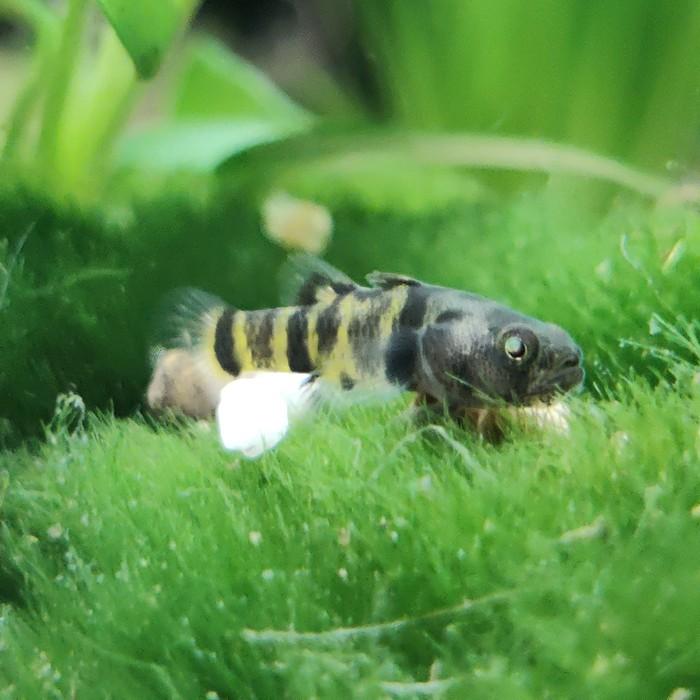 brachygobius sabanus