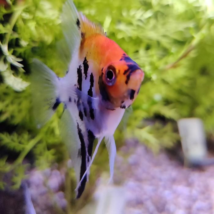 Pterophyllum scalare (red/marble)