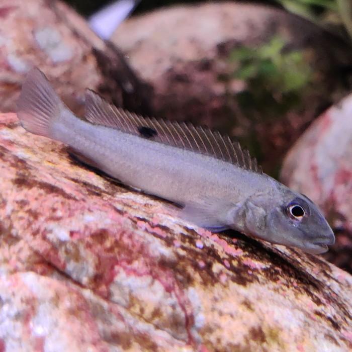 Steatocranus titanti