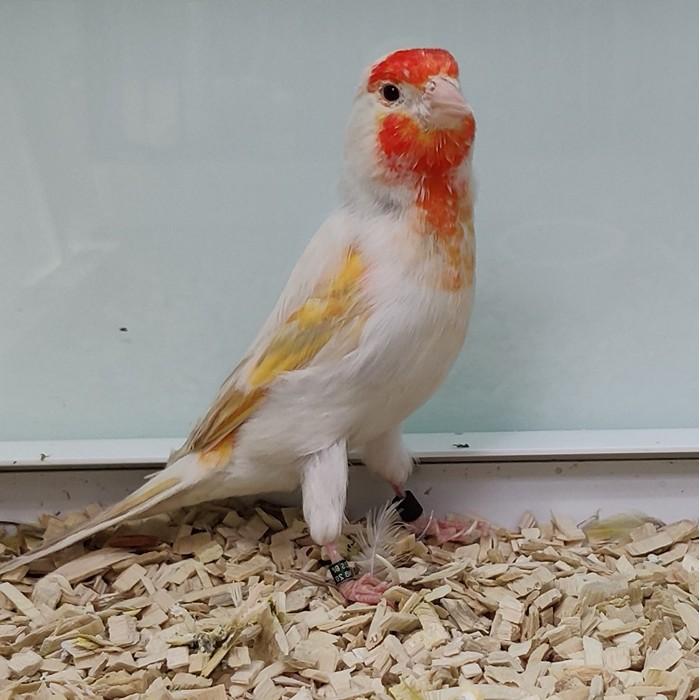 Carduelis carduelis x serinus canaria