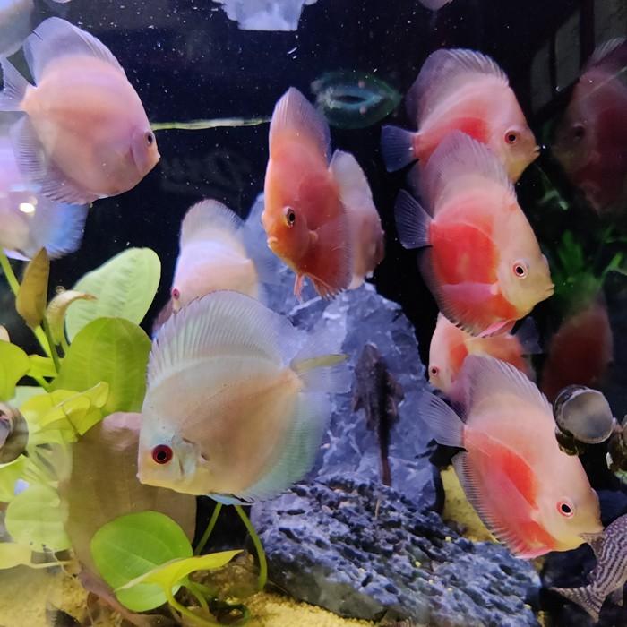 Symphysodon aequifasciata (mix)