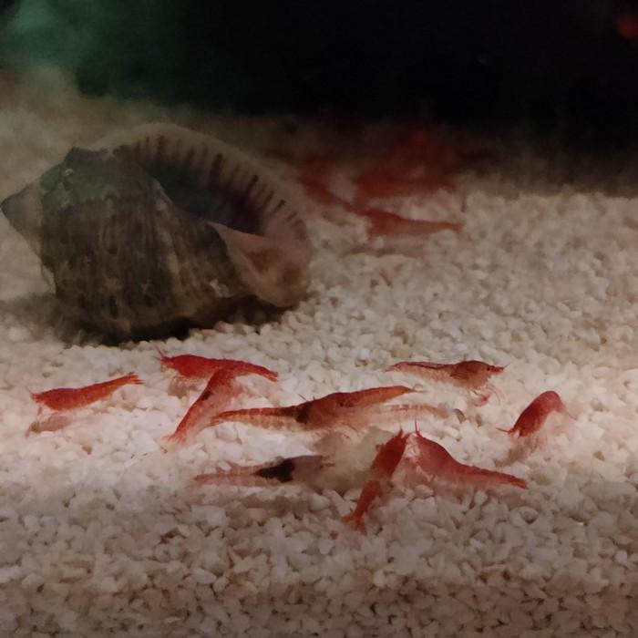 Halocaridina rubra