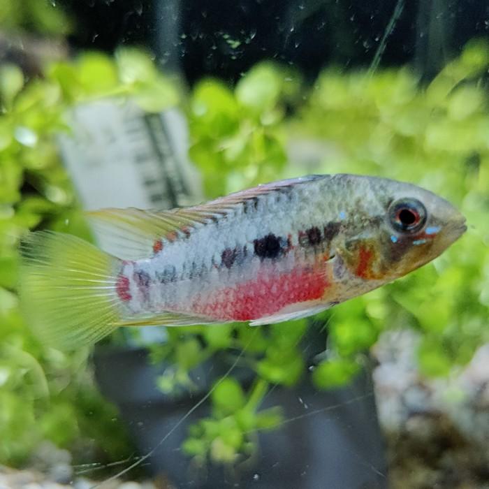 Apistogramma hongsloi