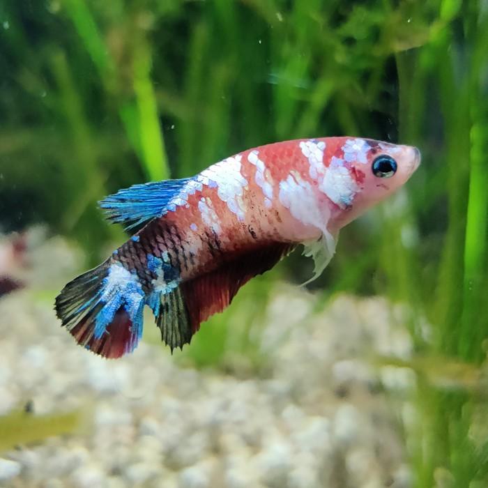 Betta splendens (vrouw) HMPK KOI GALAXY