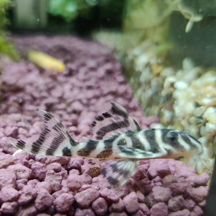 L236 Hypancistrus species