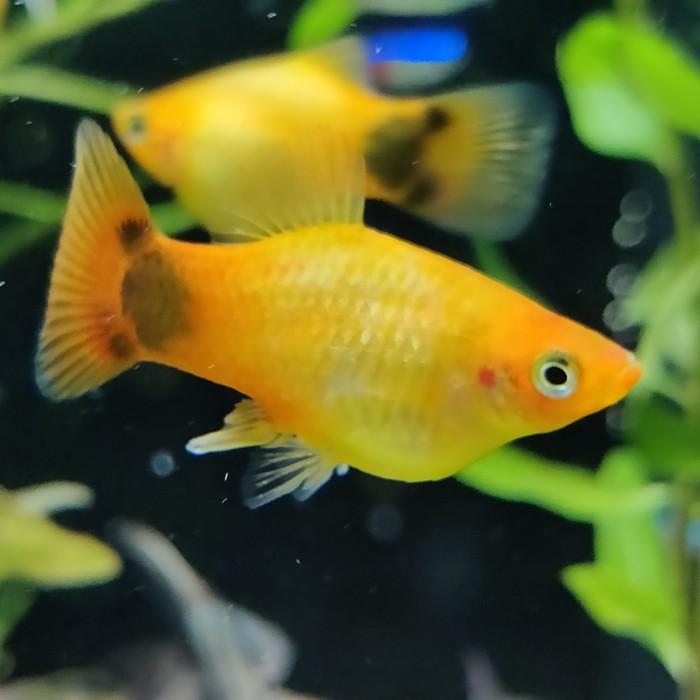 Xiphophorus variatus (goud mickey mouse)