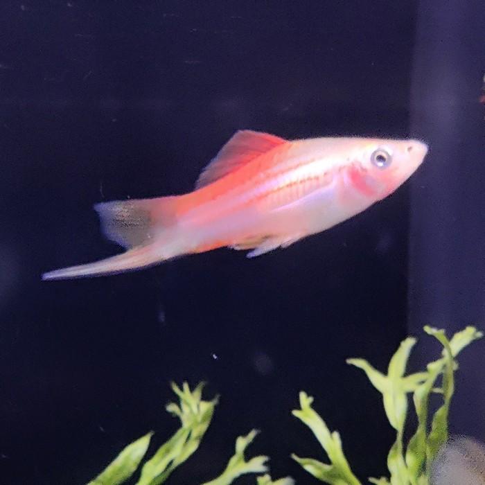 Xiphophorus helleri (mix)