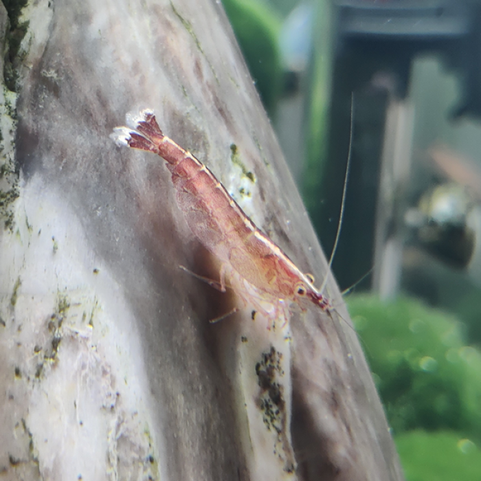 Caridina cf. Babaulti (red malaya)